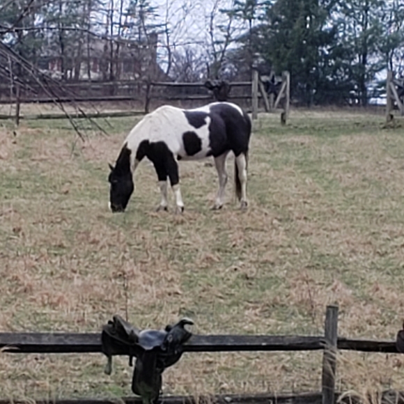 Meet your Posher, Vickie - Picture 3 of 4